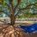 Outdoor area with hammocks and a large tree