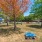 scattered trees throughout dog park with play equipment